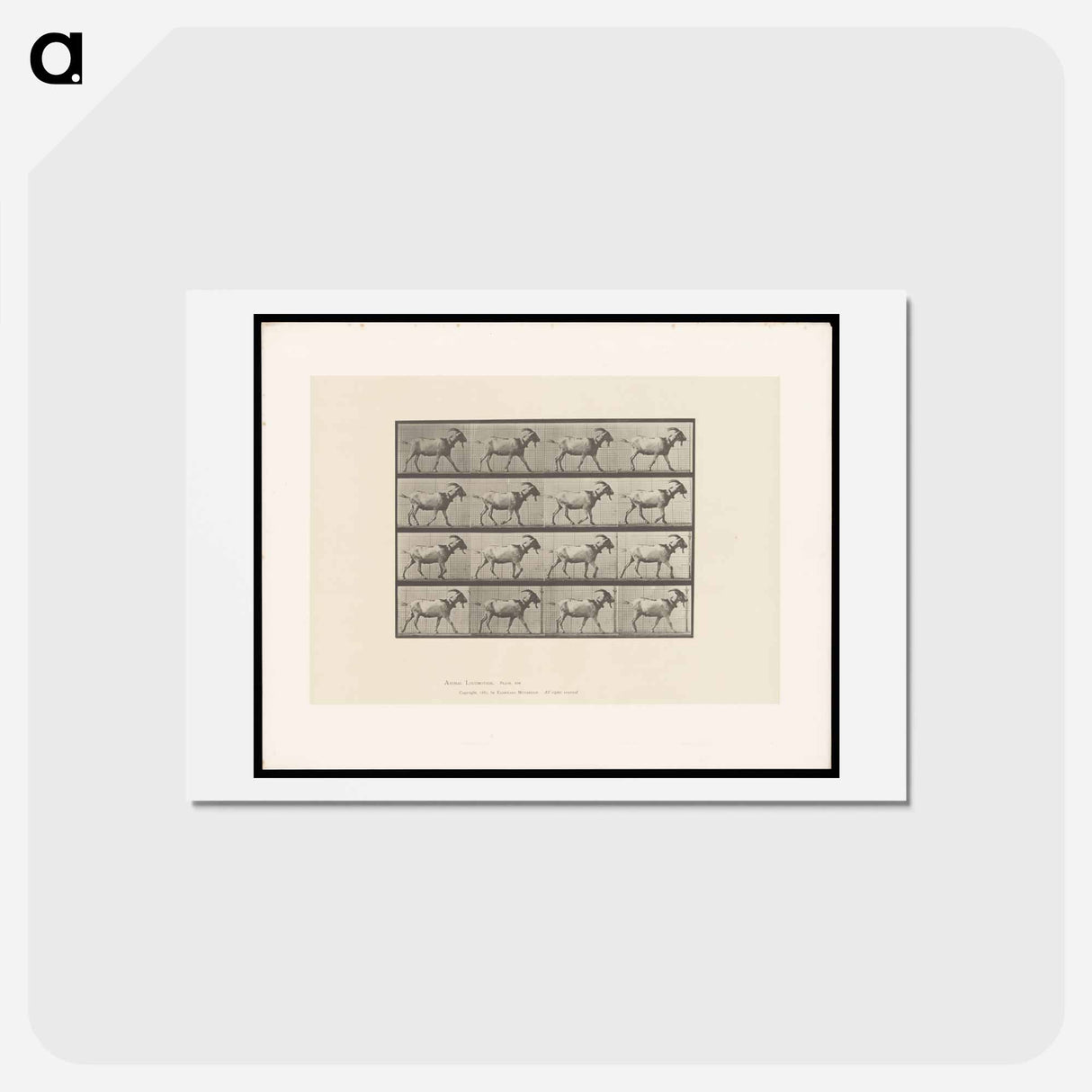 アートポストカード-Goat in Motion
 - エドワード マイブリッジ Postcard.
