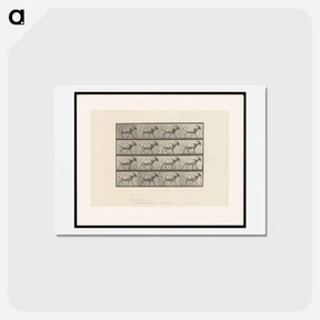 アートポストカード-Goat in Motion
 - エドワード マイブリッジ Postcard.