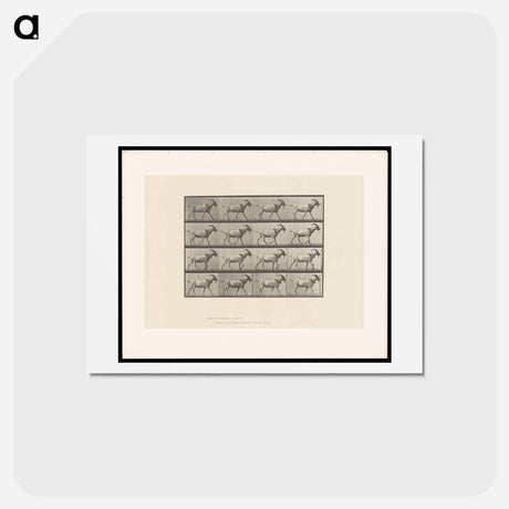 アートポストカード-Goat in Motion
 - エドワード マイブリッジ Postcard.