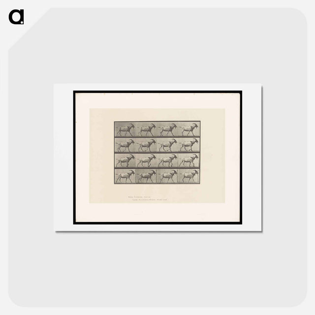 アートポストカード-Goat in Motion
 - エドワード マイブリッジ Postcard.
