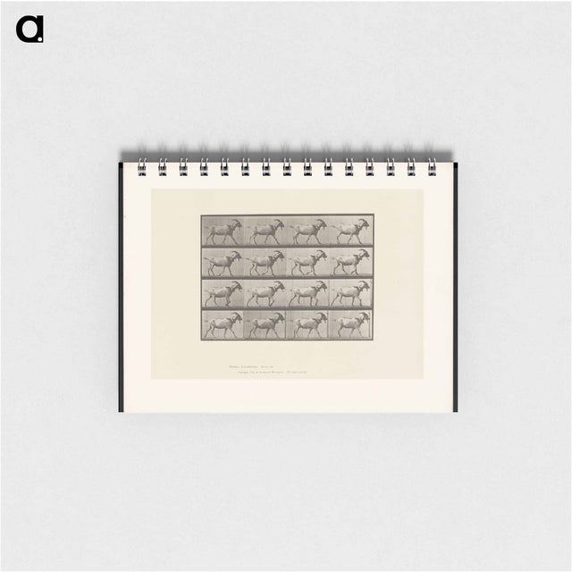 アートメモ帳-Goat in Motion
 - エドワード マイブリッジ Memo.