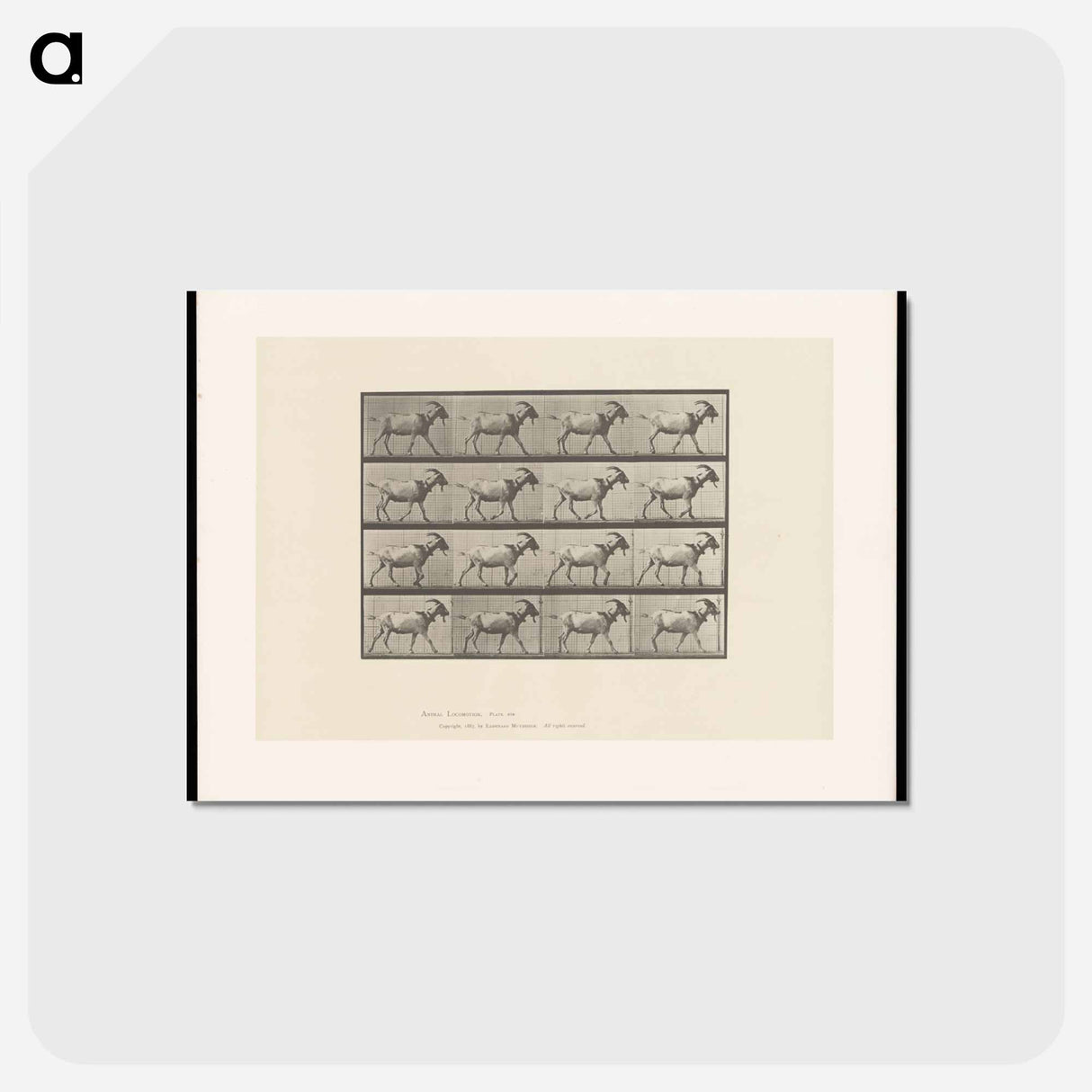 アートポストカード-Goat in Motion
 - エドワード マイブリッジ Postcard.