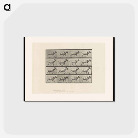 アートポストカード-Goat in Motion
 - エドワード マイブリッジ Postcard.