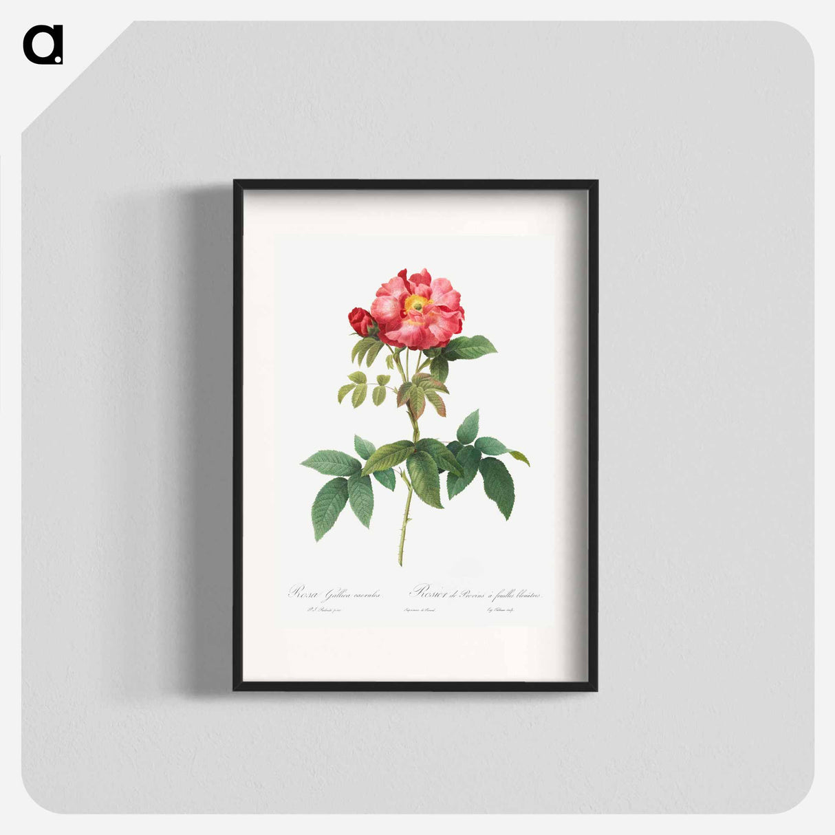 Bluish-Leaved Provins Rose - Pierre Joseph Redouté Poster.