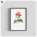Bluish-Leaved Provins Rose - Pierre Joseph Redouté Poster.