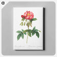 アートパネル-Bluish-Leaved Provins Rose - ピエール ジョゼフ ルドゥーテ Canvas.