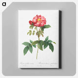 アートパネル-Bluish-Leaved Provins Rose - ピエール ジョゼフ ルドゥーテ Canvas.