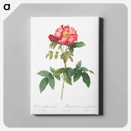 アートパネル-Bluish-Leaved Provins Rose - ピエール ジョゼフ ルドゥーテ Canvas.