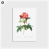 アートポストカード-Bluish-Leaved Provins Rose - ピエール ジョゼフ ルドゥーテ Postcard.