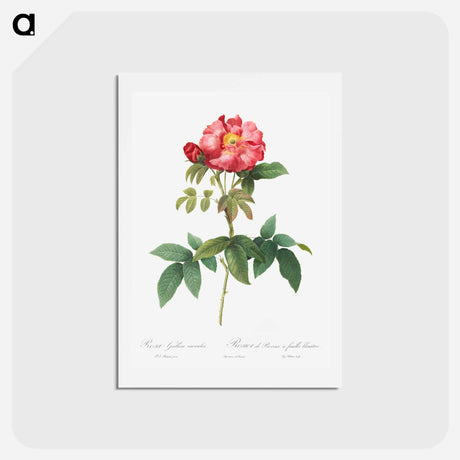 アートポストカード-Bluish-Leaved Provins Rose - ピエール ジョゼフ ルドゥーテ Postcard.
