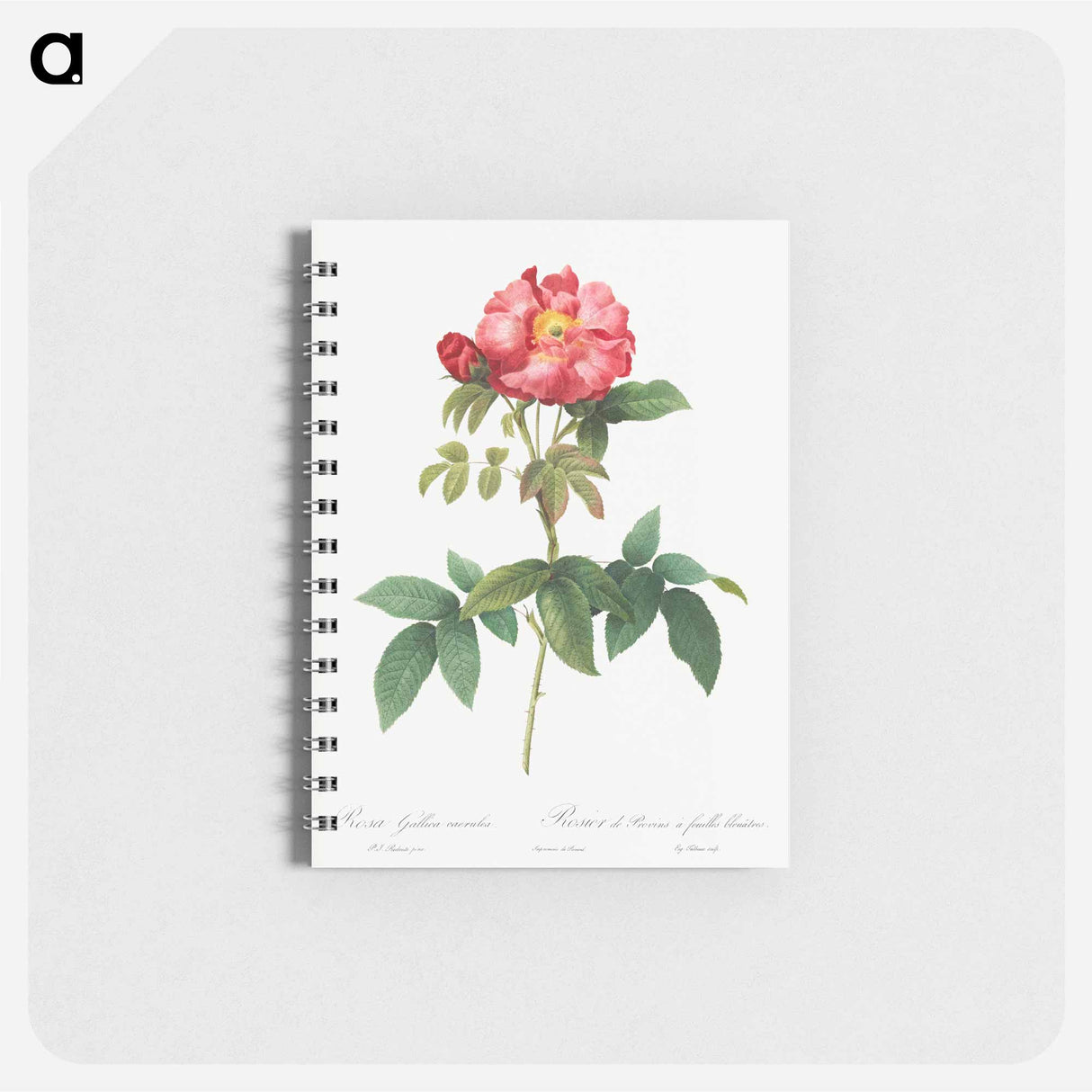 Bluish-Leaved Provins Rose - ピエール ジョゼフ ルドゥーテ Memo.