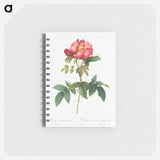 Bluish-Leaved Provins Rose - ピエール ジョゼフ ルドゥーテ Memo.