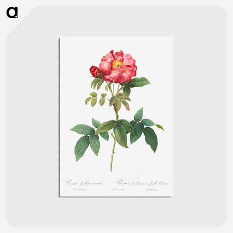 アートポストカード-Bluish-Leaved Provins Rose - ピエール ジョゼフ ルドゥーテ Postcard.