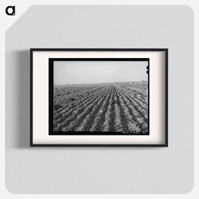 アートポスター-Cabbage Field, Bexar County
 - ラッセル リー Poster.