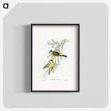 Black-eared Cuckoo
 - オーストラリアの鳥 Poster.