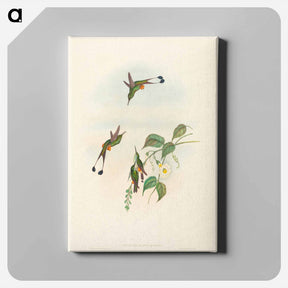 アートパネル-Red-booted Racket-Tail
 - ジョン グールド Canvas.