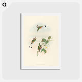 アートポストカード-Red-booted Racket-Tail
 - ジョン グールド Postcard.