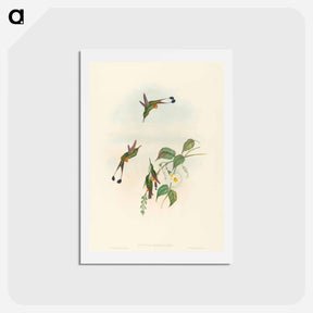 アートポストカード-Red-booted Racket-Tail
 - ジョン グールド Postcard.