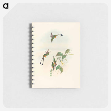 Red-booted Racket-Tail
 - ジョン グールド Memo.