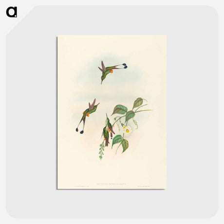 アートポストカード-Red-booted Racket-Tail
 - ジョン グールド Postcard.