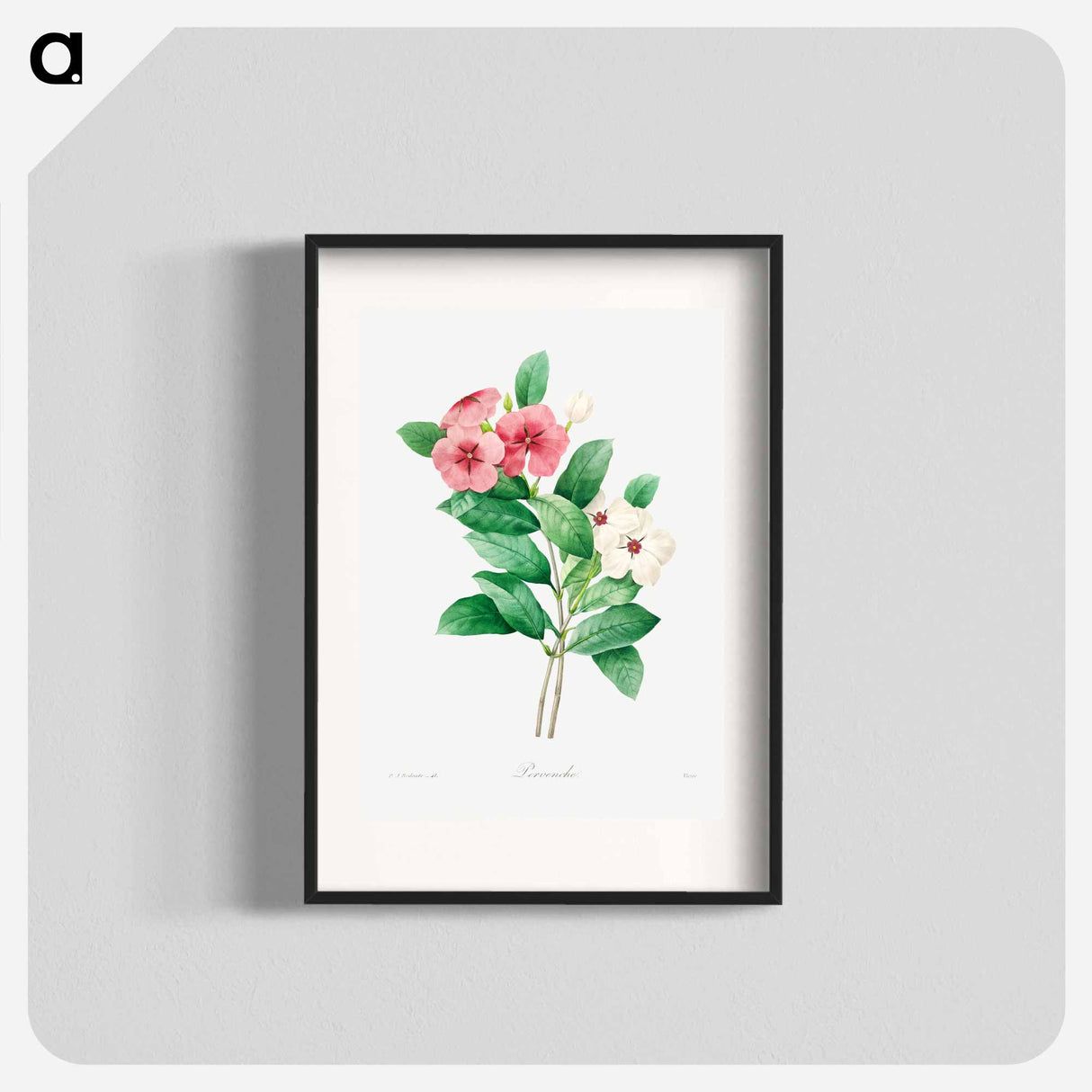 Periwinkle - Pierre Joseph Redouté Poster.