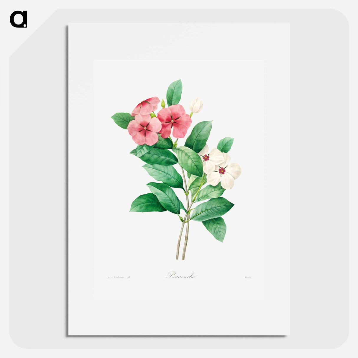 Periwinkle - Pierre Joseph Redouté Poster.