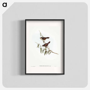 アートポスター-Brown Red-throat
 - オーストラリアの鳥 Poster.