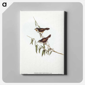 アートパネル-Brown Red-throat
 - オーストラリアの鳥 Canvas.