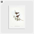 アートポストカード-Brown Red-throat
 - オーストラリアの鳥 Postcard.