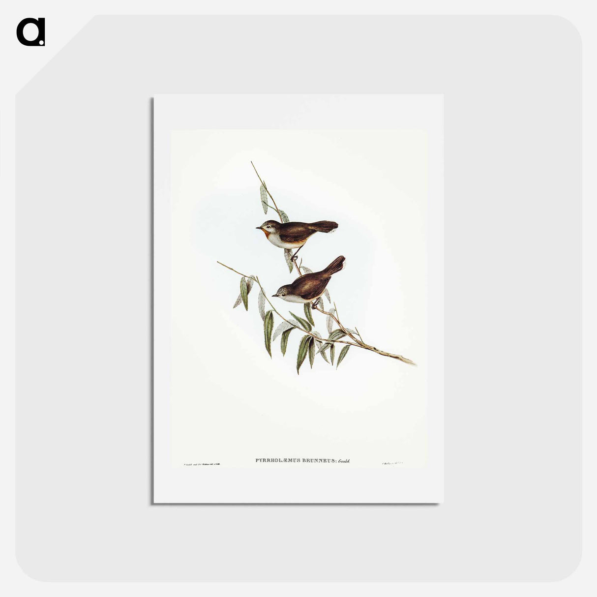 アートポストカード-Brown Red-throat
 - オーストラリアの鳥 Postcard.