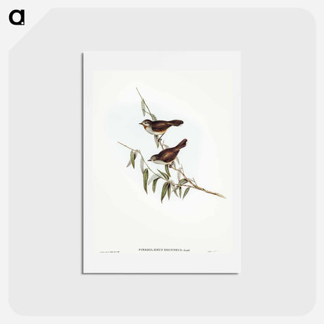 アートポストカード-Brown Red-throat
 - オーストラリアの鳥 Postcard.