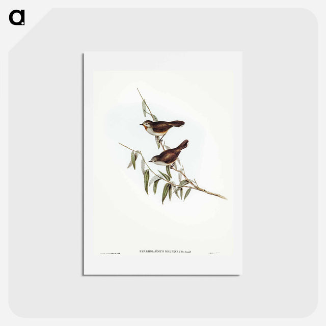 アートポストカード-Brown Red-throat
 - オーストラリアの鳥 Postcard.