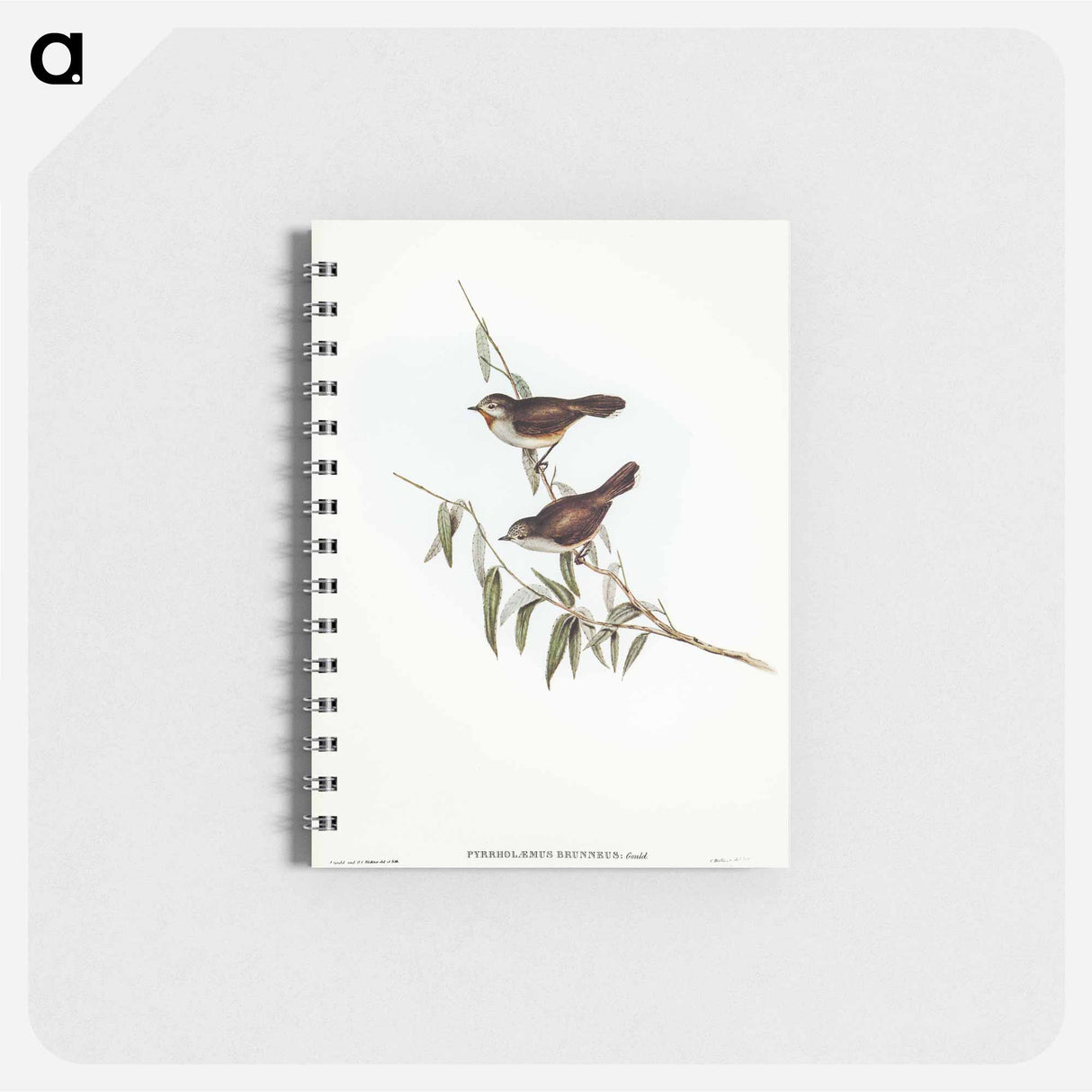 アートメモ帳-Brown Red-throat
 - オーストラリアの鳥 Memo.