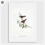 Brown Red-throat
 - オーストラリアの鳥 Poster.