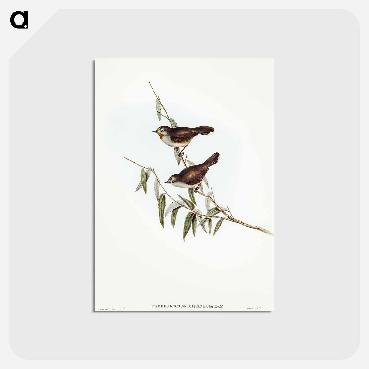 アートポストカード-Brown Red-throat
 - オーストラリアの鳥 Postcard.