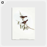 アートポストカード-Brown Red-throat
 - オーストラリアの鳥 Postcard.