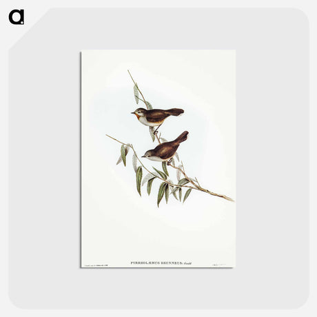 アートポストカード-Brown Red-throat
 - オーストラリアの鳥 Postcard.