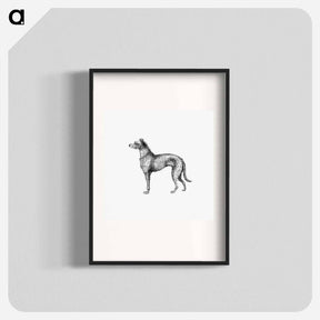 アートポスター-Scottish Deerhound from On the Domesticated Animals of the British Islands
 - 大英図書館 Poster.