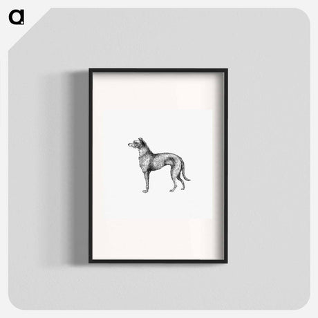 アートポスター-Scottish Deerhound from On the Domesticated Animals of the British Islands
 - 大英図書館 Poster.