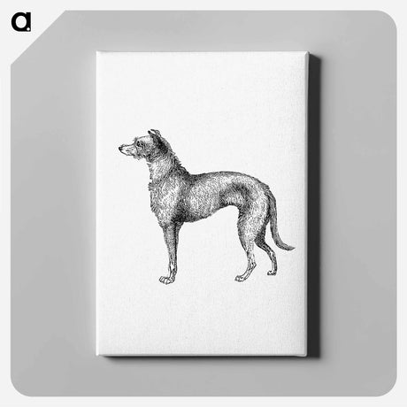 アートパネル-Scottish Deerhound from On the Domesticated Animals of the British Islands
 - 大英図書館 Canvas.