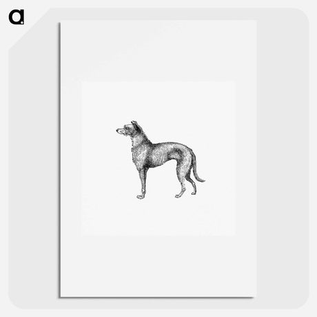 アートポスター-Scottish Deerhound from On the Domesticated Animals of the British Islands
 - 大英図書館 Poster.