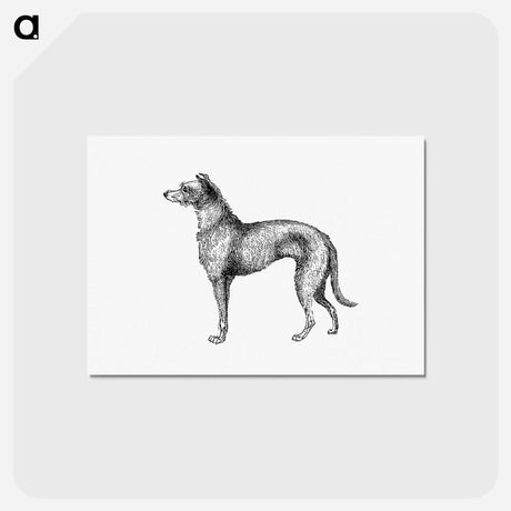 アートポストカード-Scottish Deerhound from On the Domesticated Animals of the British Islands
 - 大英図書館 Postcard.