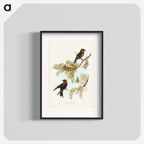 アートポスター-Wood Swallow
 - ジョン グールド Poster.