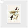 アートポストカード-Wood Swallow
 - ジョン グールド Postcard.