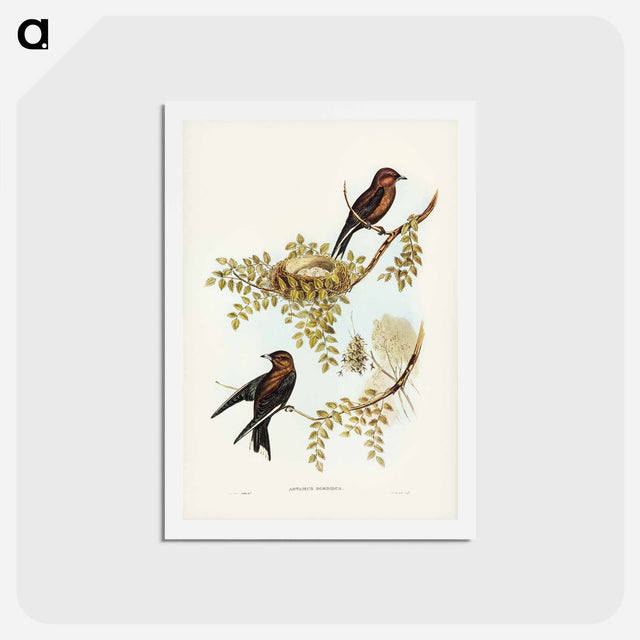 アートポストカード-Wood Swallow
 - ジョン グールド Postcard.