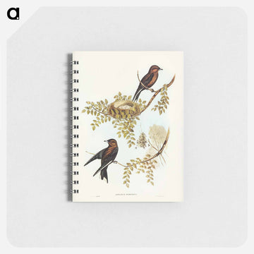 Wood Swallow
 - ジョン グールド Memo.