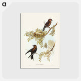 アートポストカード-Wood Swallow
 - ジョン グールド Postcard.