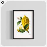 Citron (Citrus medica) - Pierre Joseph Redouté Poster.