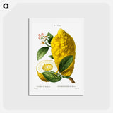 アートポストカード-Citron (Citrus medica) - ピエール ジョゼフ ルドゥーテ Postcard.
