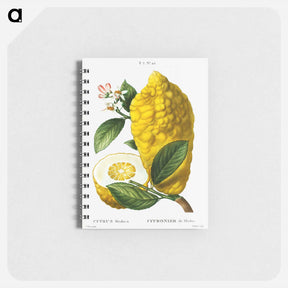アートメモ帳-Citron (Citrus medica) - ピエール ジョゼフ ルドゥーテ Memo.
